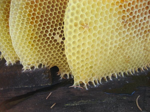 3er Satz Bienenwachstücher als nachhaltige Variante zur Frischhaltefolie